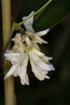 Hog Peanut